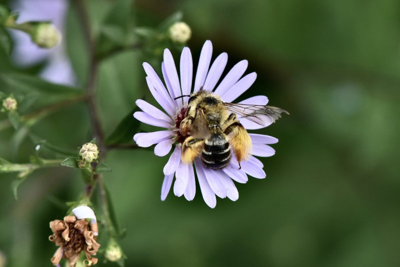 ABEILLE A CULOTTE à cause de ses longs poils de récolte du pollen de ses pattes. 2024. ISABELLE TURBAN